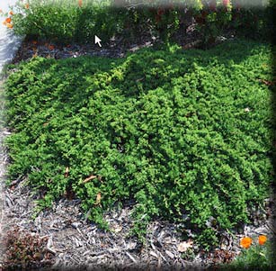 Lawn Alternative Plants